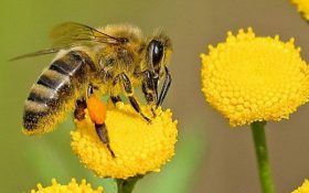 شناسایی ژن ضدانقراض در زنبورهای عسل