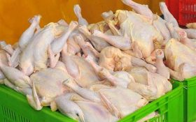 قیمت مرغ در کشتارگاه ۷۲۰۰ تومان