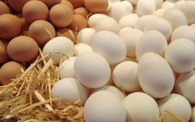 مصرف ۳ عدد تخم مرغ در هفته، خطر مرگ زودرس را افزایش می‌دهد