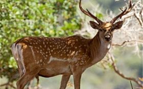 آخرین خبر از گوزن‌های سیل‌زده خوزستان