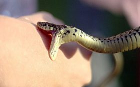 مرگ روزانه ۲۰۰ نفر در جهان بر اثر مارگزیدگی