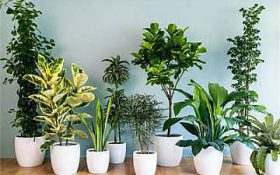 چه گیاهانی خانه را روشن می کنند؟