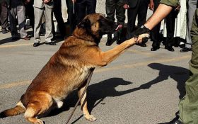 لزوم حمایت از تولید کنندگان داخلی / نقش تغذیه در سلامت سگ‌های زنده یاب