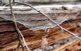 جایگزین پلاستیک از تار عنکبوت و الیاف چوب تولید شد!