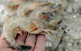 نفوذ “لکه سفید” به مزارع پرورش میگوی بوشهر