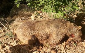 دردناکترین عکس از جسد یک خرس قهوه‌ای / صدور دستور بازداشت در کهگیلویه