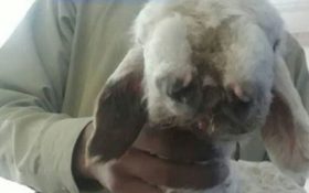 ‌تولد بره‌ای عجیب که به ۳ زبان حرف می زند؟