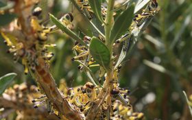 ورود ملخ‌های صحرایی به کشور از آبان‌ماه/خرید سم،بزرگترین دغدغه