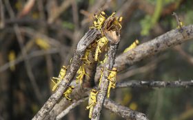 سخنگوی سازمان حفظ نباتات کشور: حمله ملخ‌های صحرایی در دور دوم شدیدتر است