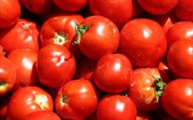 تلخکامی گوجه کاران شیروان؛ گوجه کیلویی ۵۰۰