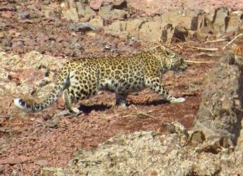 مشاهده پلنگ ایرانی در البرز