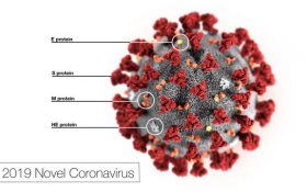 آغاز آزمایشات استفاده از سلول‌های بندناف برای درمان مبتلایان کروناویروس