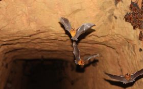 کشف ۴ گونه خفاش مرتبط با خفاشی که عامل کروناویروس بود