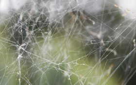 تقلید از پای عنکبوت برای تولید نانو ساختارهای نچسب