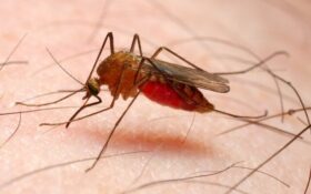 قطع چرخه انتقال محلی مالاریا در ایران / کشور در انتظار دریافت گواهی حذف این بیماری