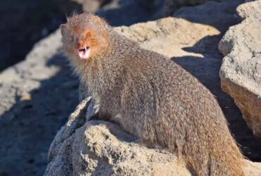 ثبت گونه «خدنگ بزرگ» در جنوب دریاچه ارومیه