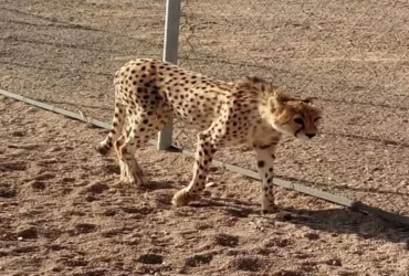 بیماری دلبر عفونت تنفسی تشخیص داده شد