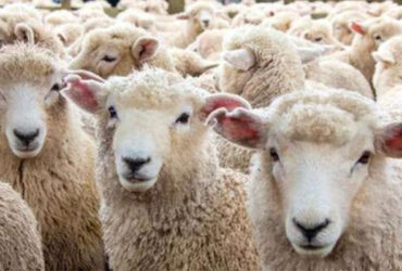 ایران | رتبه چهارم تولید دام در جهان